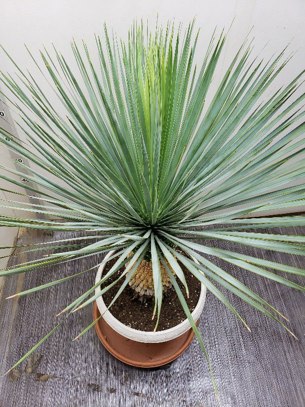 花なし株】 ユッカ ロストラータ Yucca rostrata キャスター付き受け皿