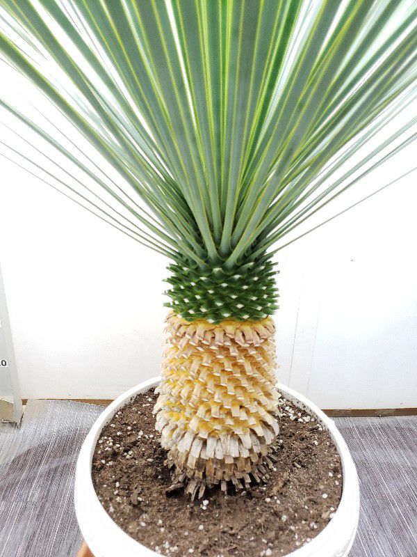 花なし株】 ユッカ ロストラータ Yucca rostrata キャスター付き受け皿