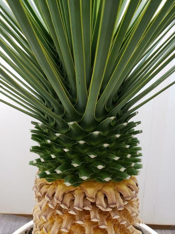 花なし株】 ユッカ ロストラータ Yucca rostrata キャスター付き受け皿