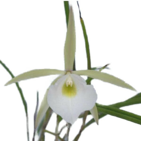 花なし株】 ブラサボラ ペリニー B.perinii 原種 2.5号鉢 20cm 開花 花なし株】 ブラサボラ ペリニー B.perinii 原種 2.5号鉢 20cm 開花