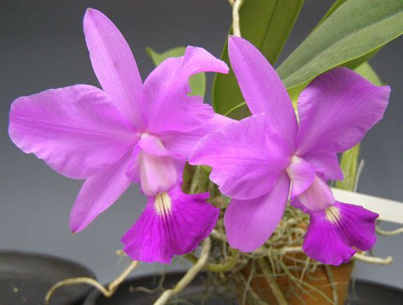 花なし株】 カトレア ワルケリアナ 'ミヤタ' C.walkeriana 'Miyata' BM