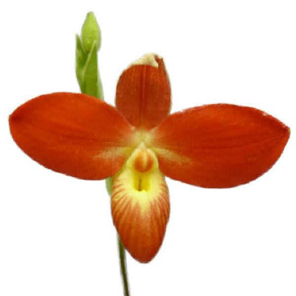 フラグミペディウム | 洋蘭.jp