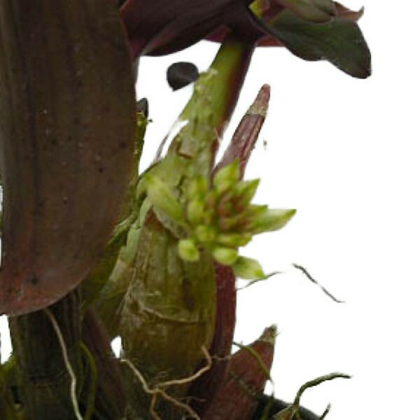 花なし株】 デンドロビューム オフィオグロッサム Den.ophioglossum