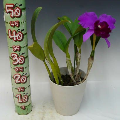 花説* 000000001247-04.jpg?size=l&w=