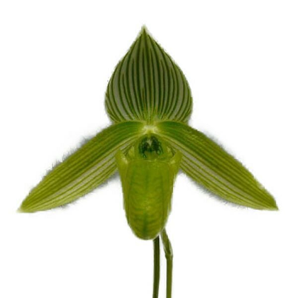 花付き株】 パフィオペディラム ワーディー アルバム Paph.wardii var
