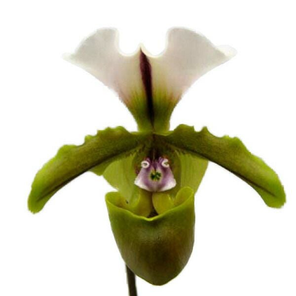 花なし株】 パフィオペディラム スピセリアナム Paph.spicerianum 原種