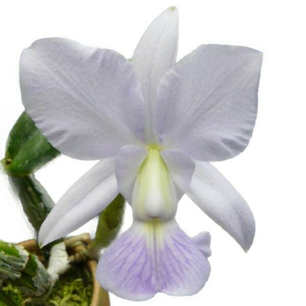 花付き株】 カトレア ワルケリアナ セルレア 'エドワード' C