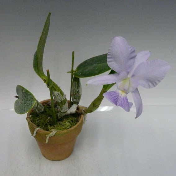 花付き株】 カトレア ワルケリアナ セルレア 'エドワード' C