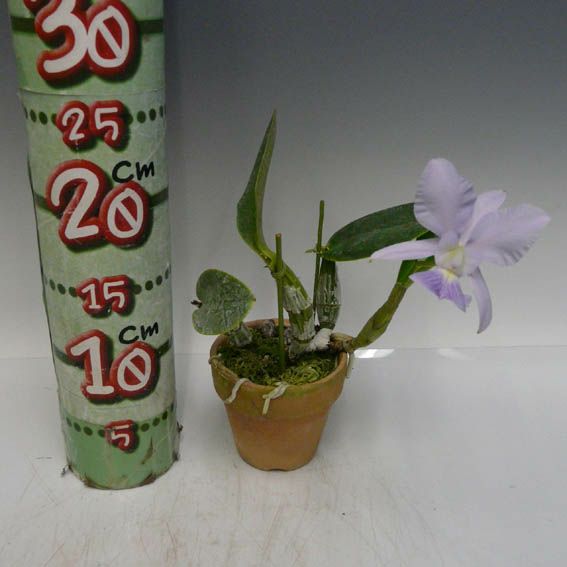 花付き株】 カトレア ワルケリアナ セルレア 'エドワード' C