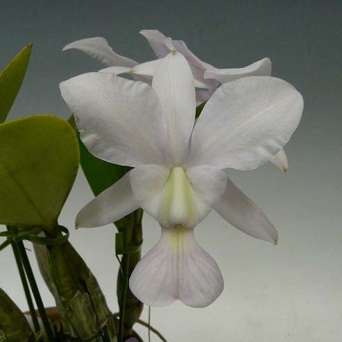 花付き株】 カトレア ワルケリアナ セルレア 'エドワード' C