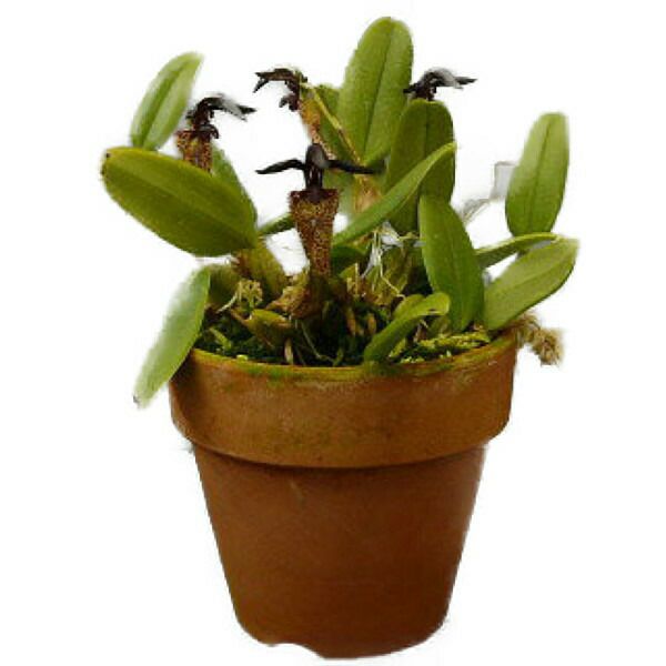 花なし株】 バルボフィラム ラシオキラム Bulb.lasiochilum 原種 3号鉢