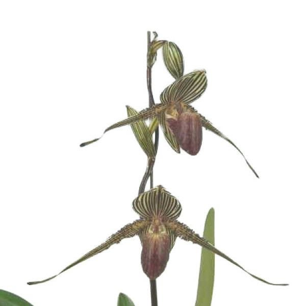 花なし株】 パフィオペディラム ロスチャイルディアナム Paph
