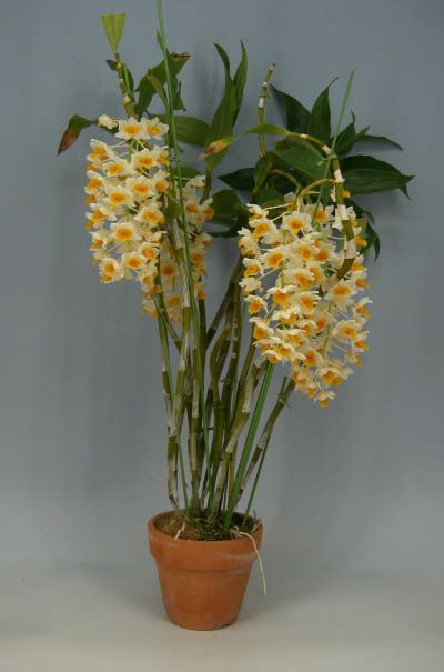 つぼみ付き株】 デンドロビューム シルシフローラム Den.thyrsiflorum
