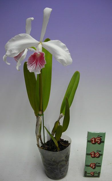 花なし株】 カトレア パープラータ カーネア C.(L.)purpurata var