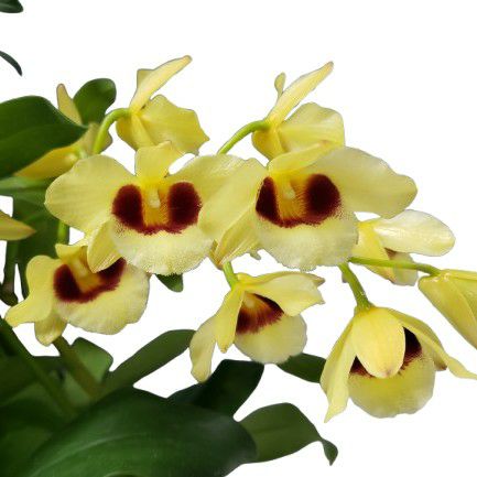 花なし株】 デンドロビューム ガットンサンレイ Den.Gatton Sunray