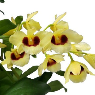 花なし株】 デンドロビューム ガットンサンレイ Den.Gatton Sunray 