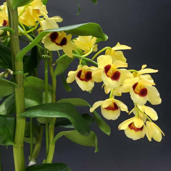 花なし株】 デンドロビューム ガットンサンレイ Den.Gatton Sunray 