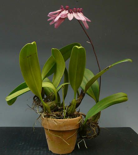花なし株】 バルボフィラム ロンギフロラム 'トーキョー' Bulb