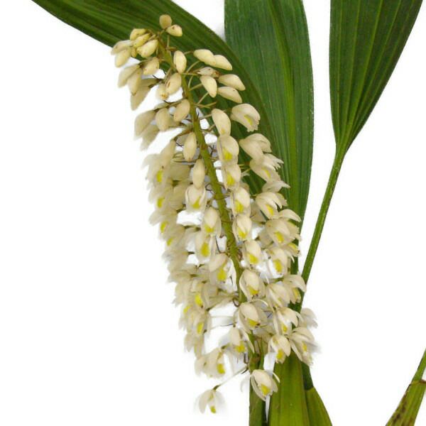 洋蘭 洋ラン 原種 セロジネ Coel. multiflora 開花大株 花なし株】 セロジネ マルチフローラ Coel.multiflora 原種 芳香あり