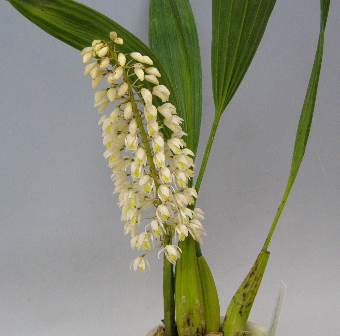 花なし株】 セロジネ マルチフローラ Coel.multiflora 原種 芳香あり