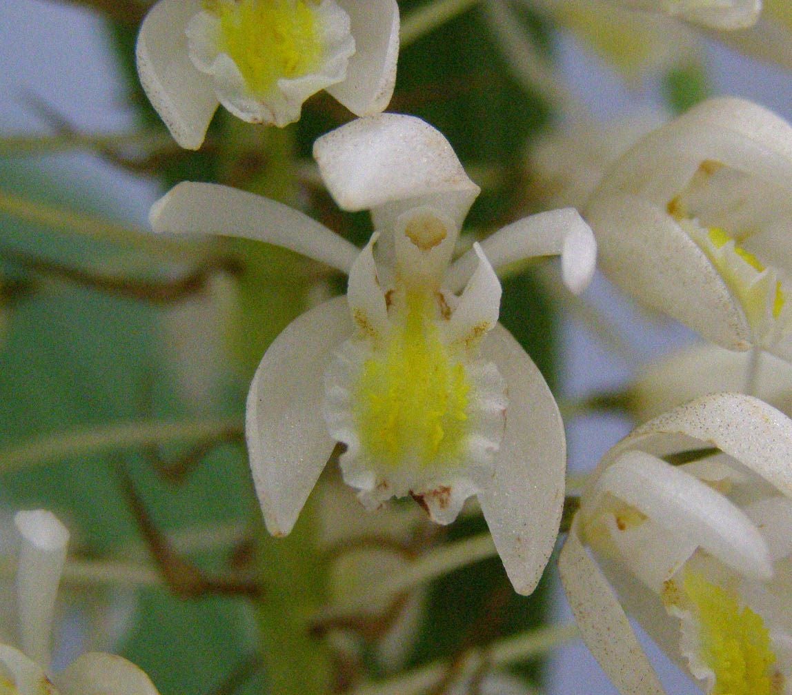 花なし株】 セロジネ マルチフローラ Coel.multiflora 原種 芳香あり