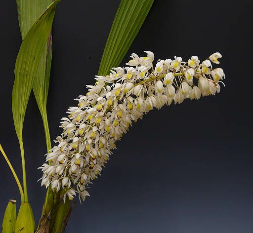 花なし株】 セロジネ マルチフローラ Coel.multiflora 原種 芳香あり