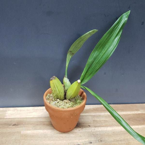 花なし株】 セロジネ マルチフローラ Coel.multiflora 原種 芳香あり