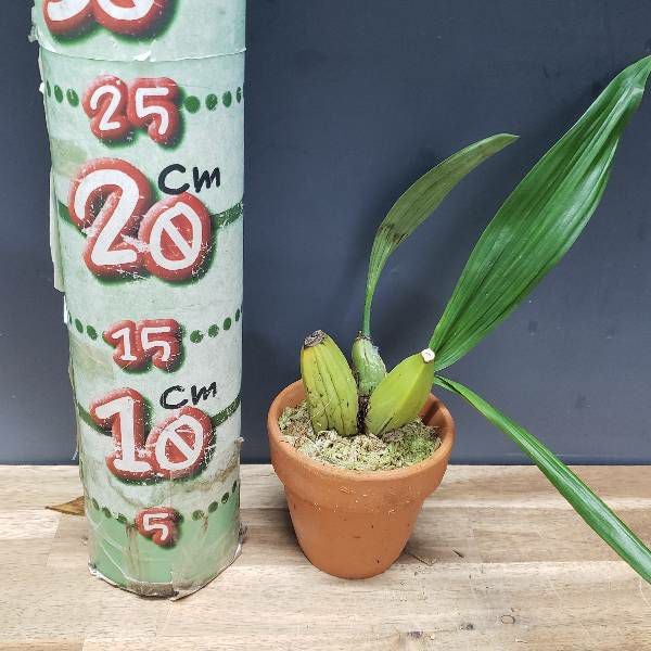花なし株】 セロジネ マルチフローラ Coel.multiflora 原種 芳香あり