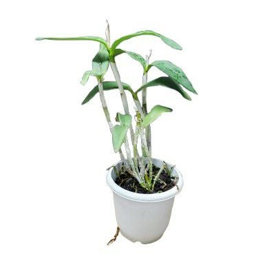 花なし株】 カトレア ショフィエルディアナ C.schofieldiana