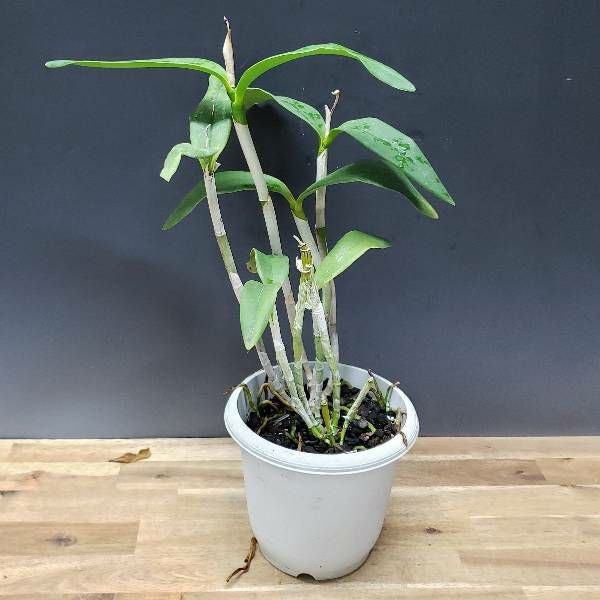 花なし株】 カトレア ショフィエルディアナ C.schofieldiana