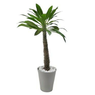 花なし株】 パキポディウム ラモサム Pachypodium lamerei var.ramosum