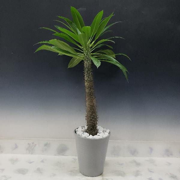 花なし株】 パキポディウム ラモサム Pachypodium lamerei var.ramosum