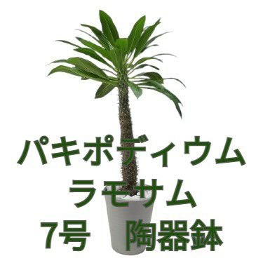 花なし株】 パキポディウム ラモサム Pachypodium lamerei var.ramosum
