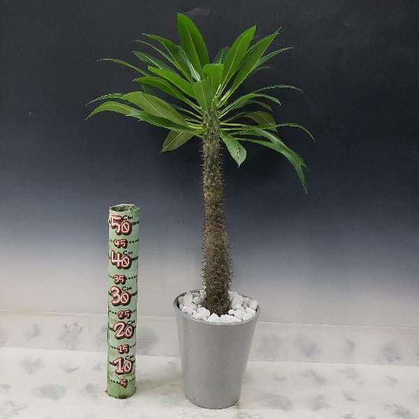 花なし株】 パキポディウム ラモサム Pachypodium lamerei var.ramosum