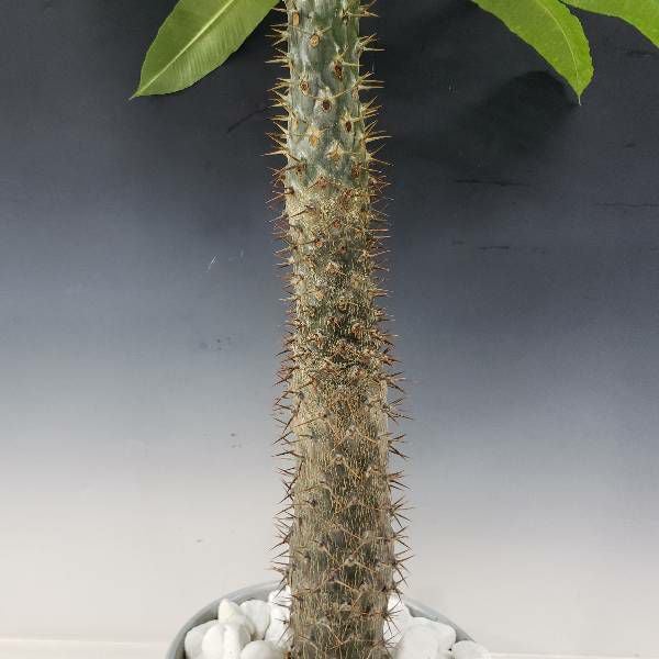 花なし株】 パキポディウム ラモサム Pachypodium lamerei var.ramosum
