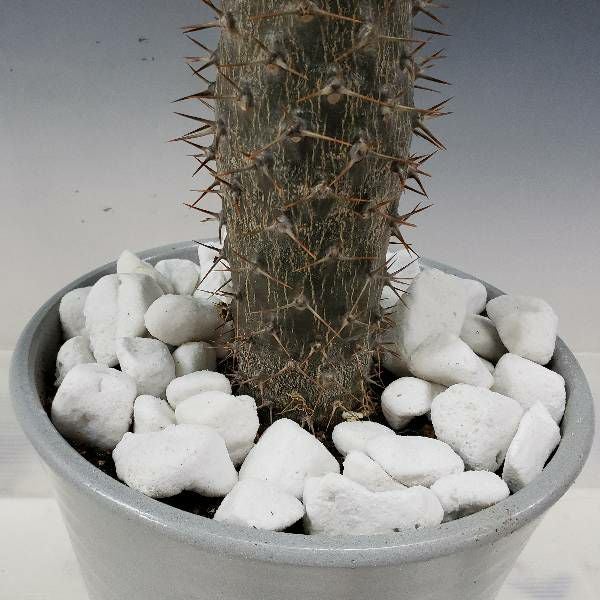 花なし株】 パキポディウム ラモサム Pachypodium lamerei var.ramosum