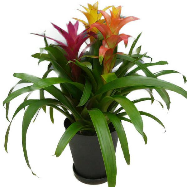 観葉植物 グズマニア 3色植え 7号鉢 黒丸鉢 受け皿付き セラアート鉢