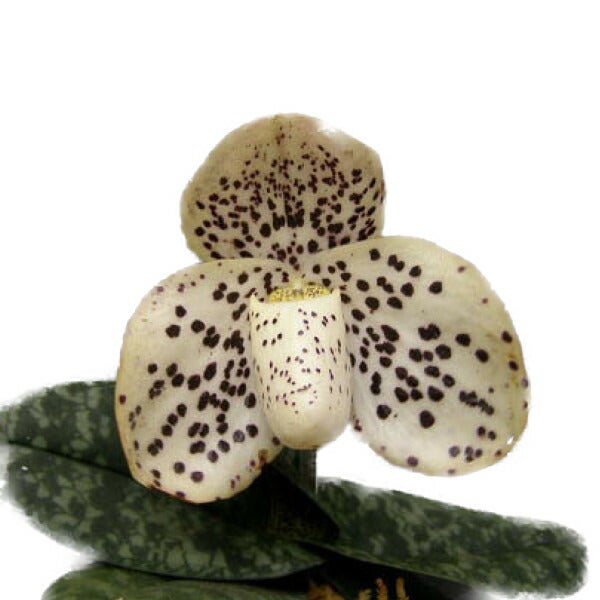 花なし株】 パフィオペディラム ウェンシャネンセ Paph.wenshanense