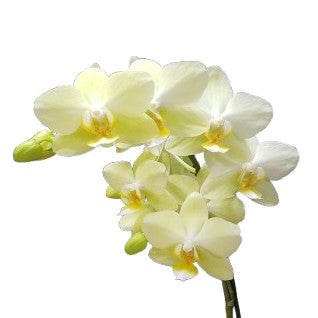 花なし株】 ファレノプシス ピュアムーン 'グリーンピキシー' Phal