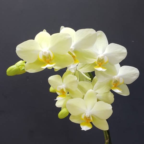 花なし株】 ファレノプシス ピュアムーン 'グリーンピキシー' Phal