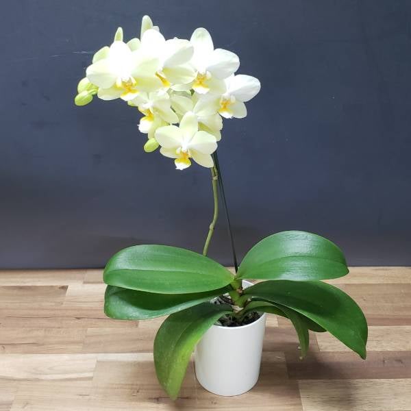 花なし株】 ファレノプシス ピュアムーン 'グリーンピキシー' Phal