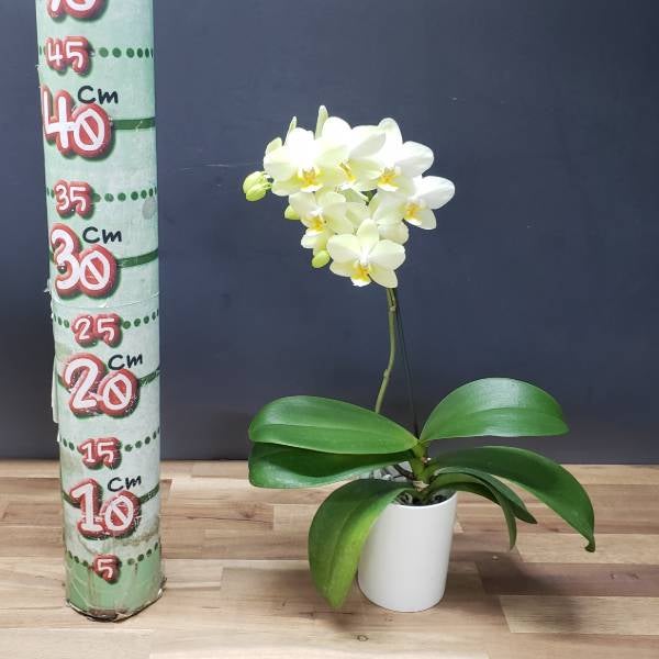 花なし株】 ファレノプシス ピュアムーン 'グリーンピキシー' Phal
