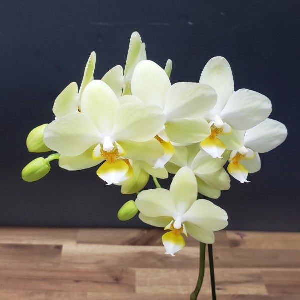 花なし株】 ファレノプシス ピュアムーン 'グリーンピキシー' Phal