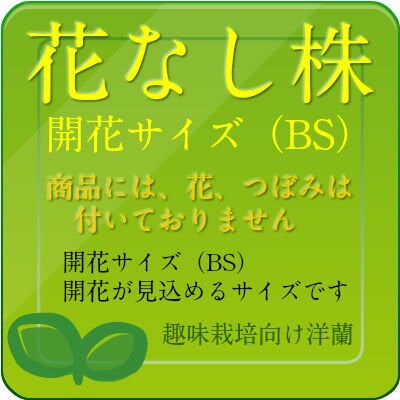 花なし株】 ファレノプシス ピュアムーン 'グリーンピキシー' Phal