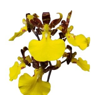 花なし株】 バルボフィラム フロスティー Bulb.frostii 原種 2.5号鉢