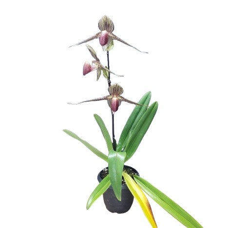 期間限定出品［洋蘭原種］Paph. rothschildianum × sib 洋蘭 原種 パフィオ Paph.rothschildianum 開花中 洋蘭 パフィオ ×sib