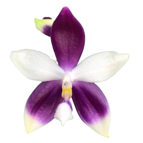 花なし株】 カトレア シレリアナ C.schilleriana 原種 芳香あり 3.5号