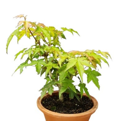 花なし株】 カトレア シレリアナ C.schilleriana 原種 芳香あり 3.5号
