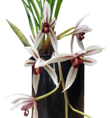 花なし株】 ファレノプシス シレリアナ Phal.schilleriana 原種 芳香