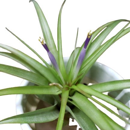 花なし株】 カトレア ワルケリアナ アキニー 'ギフ' C.walkeriana var